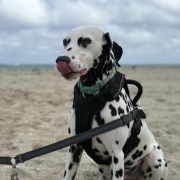 Sally Mae - Dalmatian