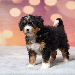 Alice - Tri-color female Bernedoodle puppy in Apple Creek, Ohio from Grandeur Valley Puppies