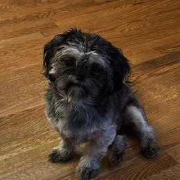 Louie - Shih Tzu
