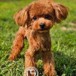 Moose - Poodle