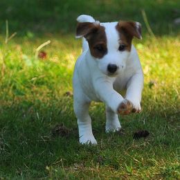 Jack Russell Terrier puppies from Ethical Jacks