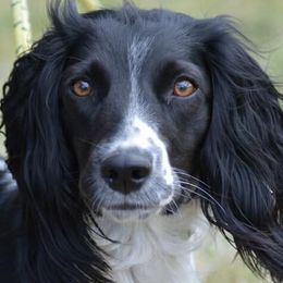 English Springer Spaniels from Burrdog Springers