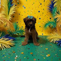 Teal - Brown female Whoodle puppy in Haughton, Louisiana from Bailey’s Cajun Canines
