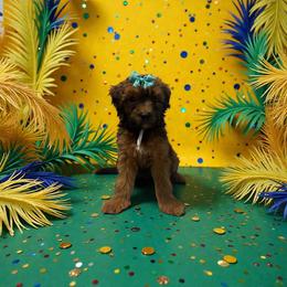 Teal - Brown female Whoodle puppy in Haughton, Louisiana from Bailey’s Cajun Canines