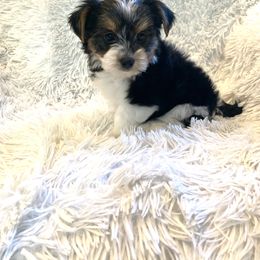 Biewer Terrier Puppies from Sweet Southern Puppies