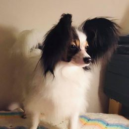 PIPER - Papillon