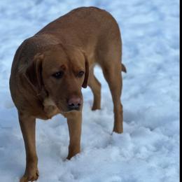 Ember - Labrador Retriever