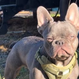 Bulldogs and French Bulldogs from Phamtastic Bulldogs