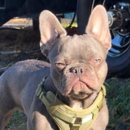 Bulldogs and French Bulldogs from Phamtastic Bulldogs