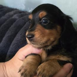 Wolfman - Black and tan male Dachshund puppy in Willcox, Arizona from Tootsie's Tiny Toes