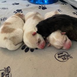 Pomsky puppies from Teddy Bear Pomskies