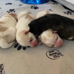 Pomsky puppies from Teddy Bear Pomskies