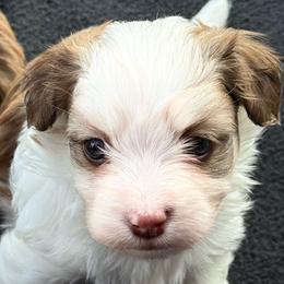 Fifi - Red female Havanese puppy in Wappapello, Missouri from Titanium Havanese LLC