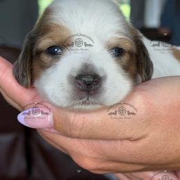 Miss. Purple-3800 - Dapple female Dachshund puppy in Ocala/Gainesville, Florida from From the Heart Doxies
