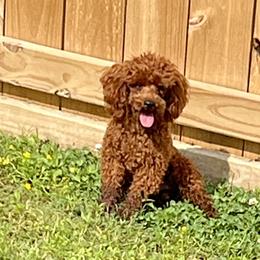 Copper - Poodle