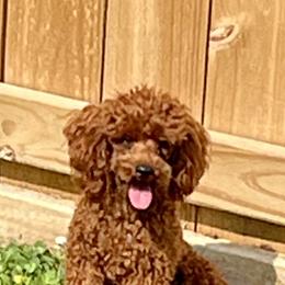 Copper - Poodle