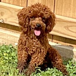 Copper - Poodle