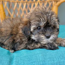 Mabel Teacup Female - Black and gold female Yorkshire Terrier puppy in Salisbury, Delaware from Royal Haven Pet Co.