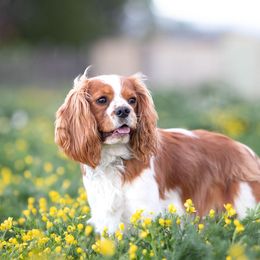 Archie - Cavalier King Charles Spaniel