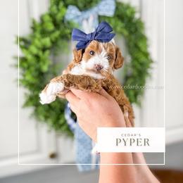 P Y P E R - Red  female Goldendoodle puppy in Richfield, Utah from Cedar Doodles- Home of the Teddybear Goldendoodle