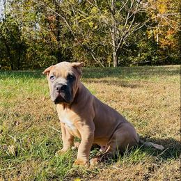 Cane Corso Puppies from Samantha Jackson