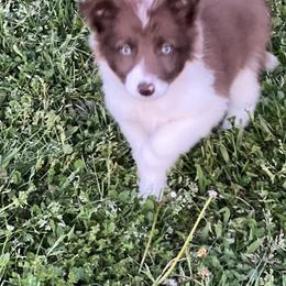 Border Collie and Miniature Australian Shepherd Puppies from Ross Vegas Kennels