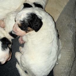 Ester - Tri-color female Bernedoodle puppy in Hays, Kansas from Pine Street doodles