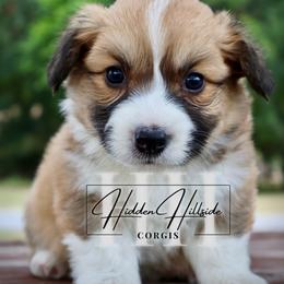 Red sable Fluff Boy 3 Tail - Red male Pembroke Welsh Corgi puppy in Locust Grove, Oklahoma from Hidden Hillsides Corgis