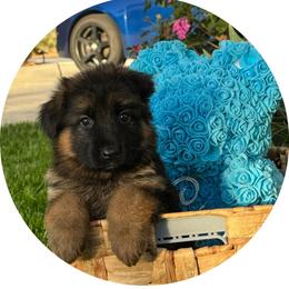 Sussy - Black and red female German Shepherd puppy in Hesperia, California from Von Geesa