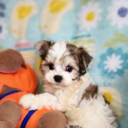 Boy 1 - White and tan male Morkie puppy in The Villages, Florida from My Precious Pups