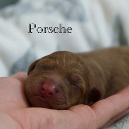 Porsche - Red female Australian Labradoodle puppy in Manchaca, Texas from Heartrock Labradoodles