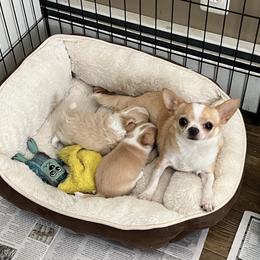 Chihuahua Puppies from Rossmoyne Chihuahuas