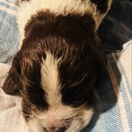 Roanan - Liver white and roan male English Springer Spaniel puppy in Liverpool, Pennsylvania from Breezy Acres Stock & Sporting Dogs