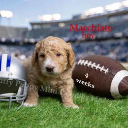 Macchiato RED COLLAR  Boy    3500 - Apricot male Goldendoodle puppy in Corona, California from Fluffy Puppy Mini Doodles LLC