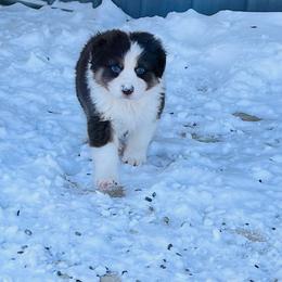 Australian Shepherd Puppies from SS Australian Shepherds