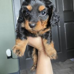 Dachshund Puppies from Desert Dachshunds