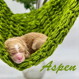 Aspen - Red  female Goldendoodle puppy in Travelers Rest, South Carolina from Bailey Mountain Doodles