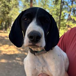 Rosemary - Rosie - Black and white female German Shorthaired Pointer puppy in Mokelumne Hill, California from Underhill GSP