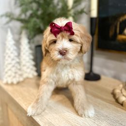 Cinnamon - Caramel red female Australian Labradoodle puppy in Palmdale, California from Doodles_Ko