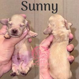 Sunny - Cream male Dachshund puppy in Hornbeck, Louisiana from A&Z Mini Dachshunds