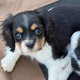 Pebbles - Tri-color female Cavalier King Charles Spaniel puppy in Cleveland, Georgia from Cavalier Country Farm