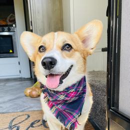 Vixey - Pembroke Welsh Corgi