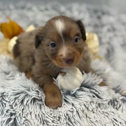 Duke - Red merle male Toy Australian Shepherd puppy in Ambrose, Georgia from Brandilyn's Aussies