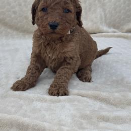 Tan - Red  female Goldendoodle puppy in Lancaster, Kentucky from Dream Paws Puppies, LLC