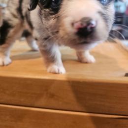 Martini - Blue merle female Miniature American Shepherd puppy in New Providence, Pennsylvania from Tons of Kisses