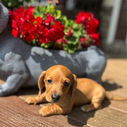 OSCAR - Red male Dachshund puppy in Holtwood, Pennsylvania from Holly Hill Dachshunds