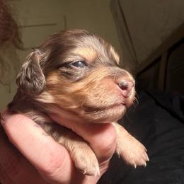 Aura - Dapple female Dachshund puppy in South Fulton, Tennessee from Stiles' Mini Doxies