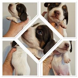 Amigo 3 - Piebald male Dachshund puppy in Quemado, New Mexico from TNT Dachshunds