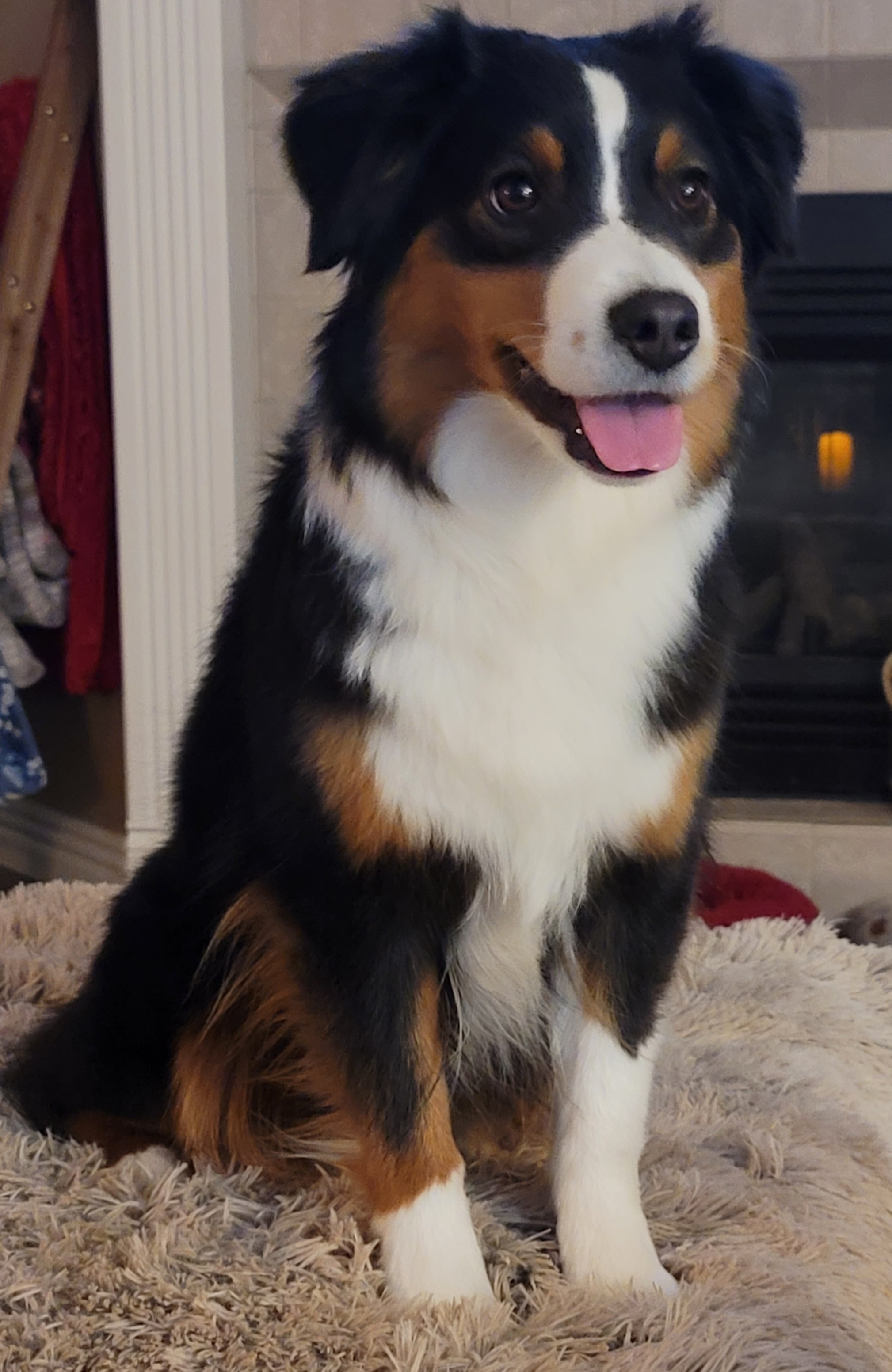 Kiki Dee - Miniature Australian Shepherd
