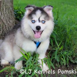Noodle - Gray and white male Pomsky puppy in Centerville, Iowa from LJ Kennels Pomskies, LLC